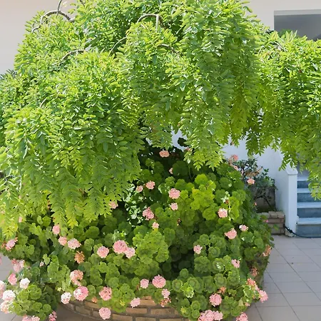 Chandris 4* 카보스