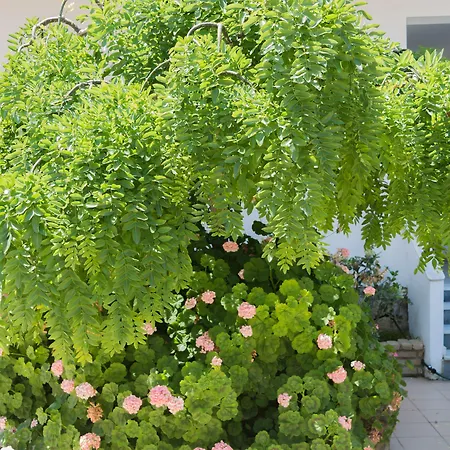 Chandris Aparthotel Kávos